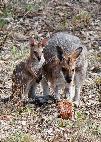 Kangaroo Joey Baby Wallaby Australia