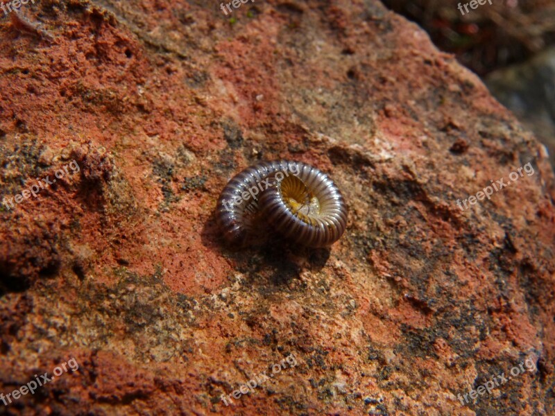 Worm Spiral Arthropod Rings Free Photos