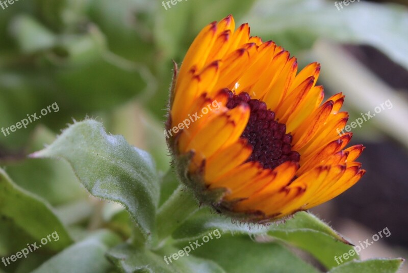 Marigold Calendula Officinalis Flower Garden Gardening Naturopathy