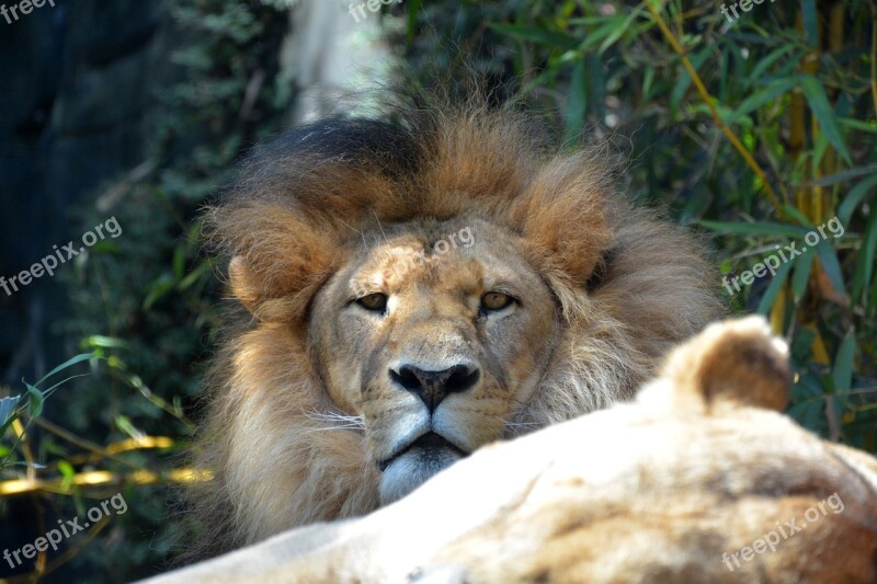 Lion Mane Male Curious Wildcat