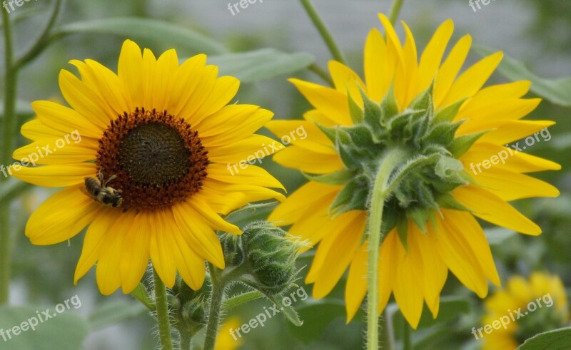 Flowers Bees Honey Bee Plant Summer