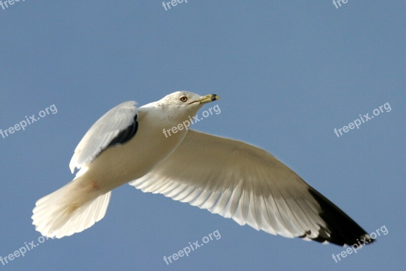 Bird Gull Fly Flight Sky