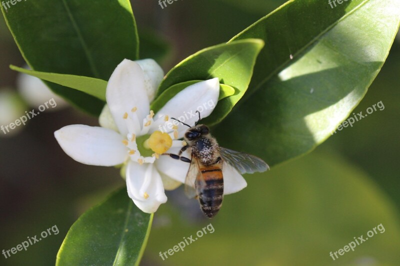 Honeybee Bee Insect Free Photos