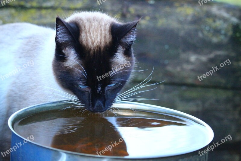 Cat Siamese Cat Siam Water Drink