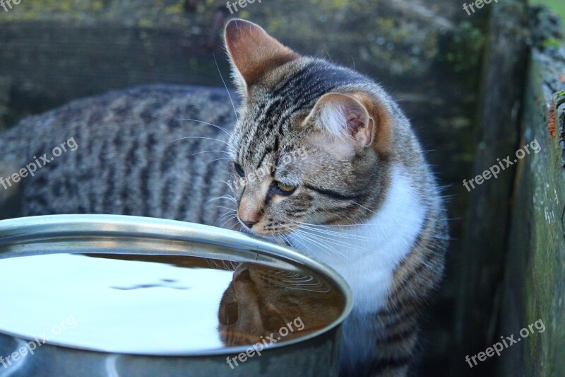 Cat Kitten Water Mirror Image Mackerel