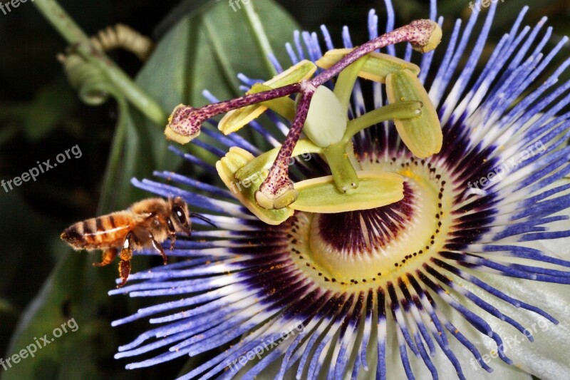 Bee Flower Insect Garden Summer