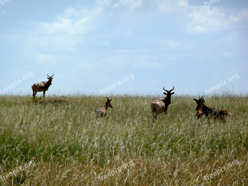 Antelope Kenya Africa Nature Wild