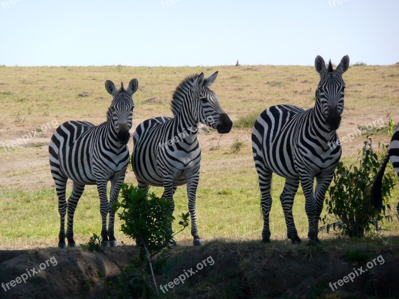 Zebra Kenya Wildlife Africa Animal