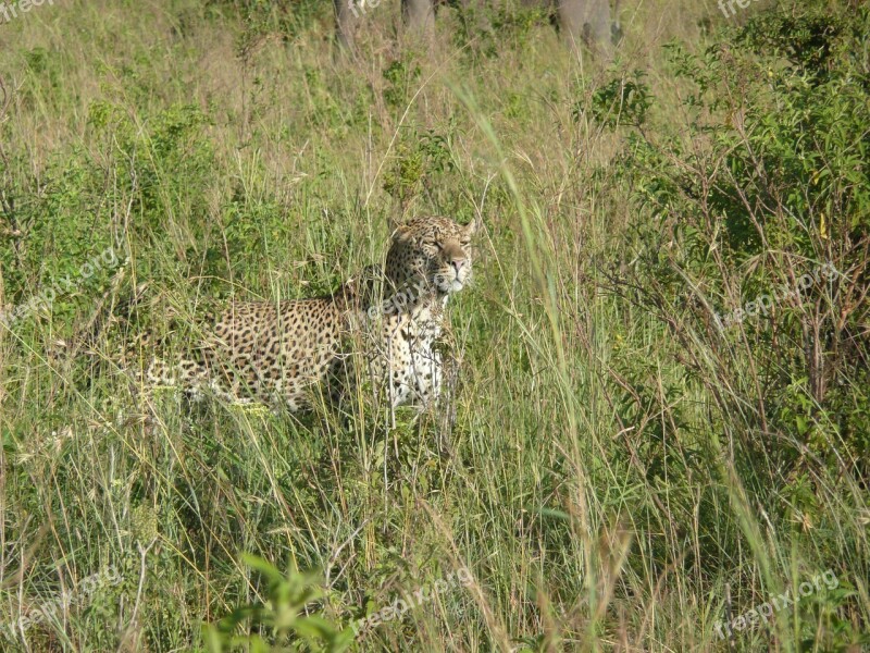 Leopard Cat Animal African Nature