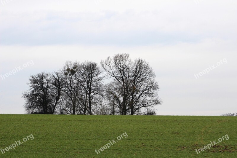 Nature Trees Landscape Cohesion Meadow