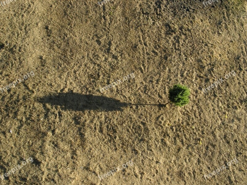 Tree Sand Solo Landscape Peace