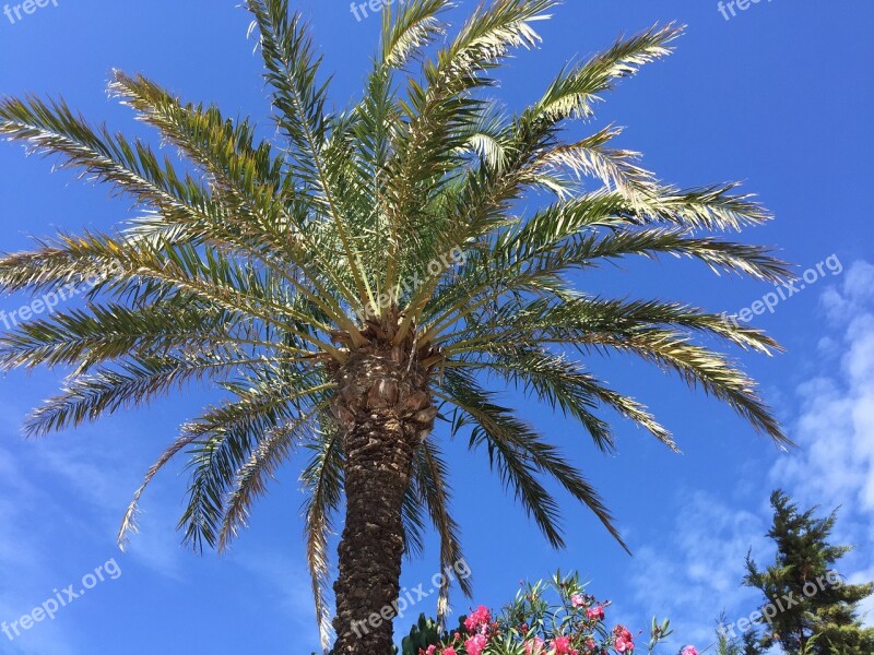 Palm Vegetation Balearic Islands Formentera Free Photos