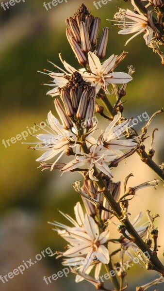 Flowers White Petals Purple Stripes Cyprus Cavo Greko