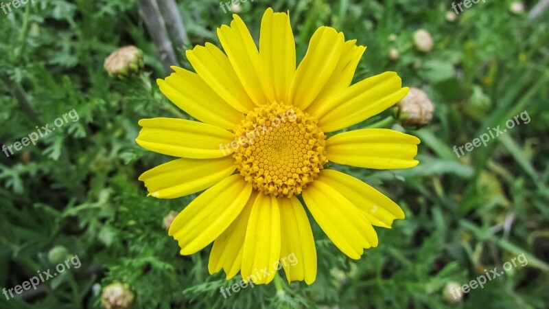 Arnica Cyprus Cavo Greko National Park Flower