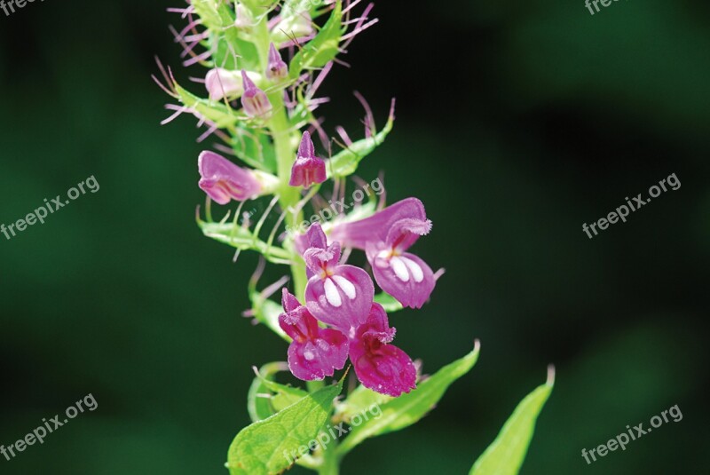 Daughter-in-law Twists Republic Of Korea Plants Flowers Free Photos