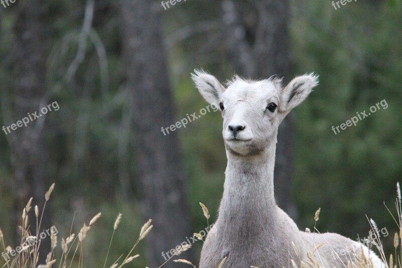 Big Horn Sheep Lamb Sheep Wildlife America