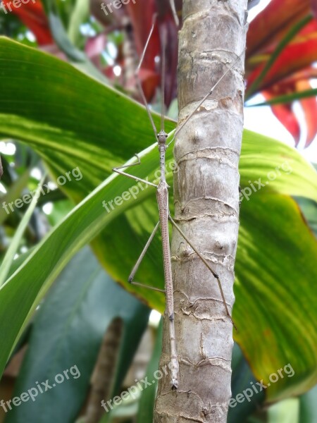 Insect Stick Plant Camouflage Free Photos