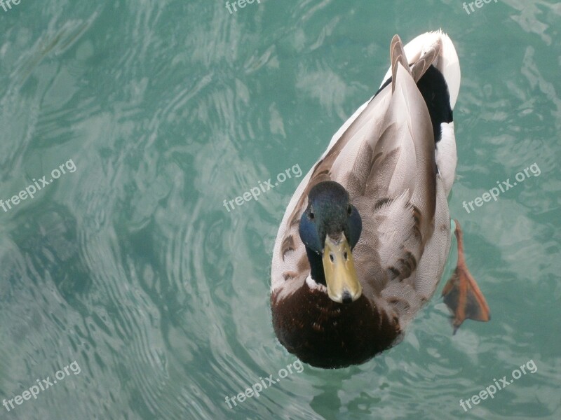 Drake Duck Water Lake Free Photos