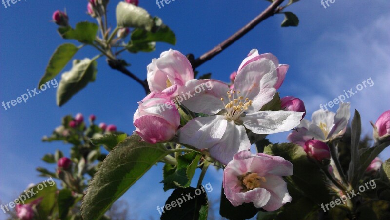 Apple Blossom In The Own Garden Gorgeous Free Photos