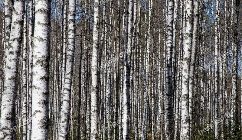 Birch Trees Birch Trunks Birch Forest Free Photos