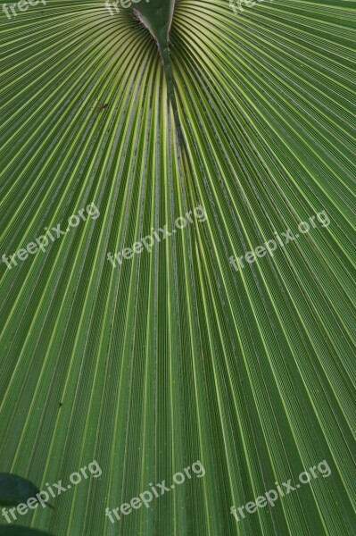 Palm Exotic Leaf Plant Tropical