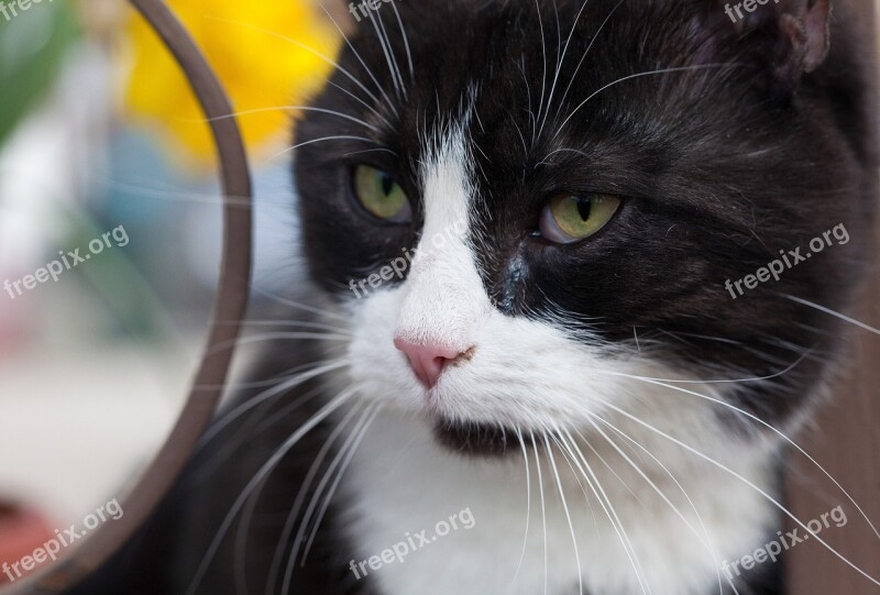 Domestic Cats Closeup Black And White Free Photos