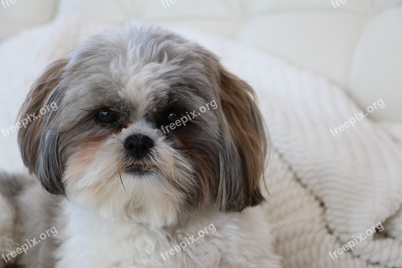 Dog Shih Tzu White Grey Cute