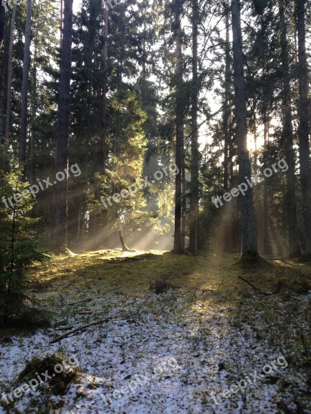 Forest Sprong Nature Tree Outdoor