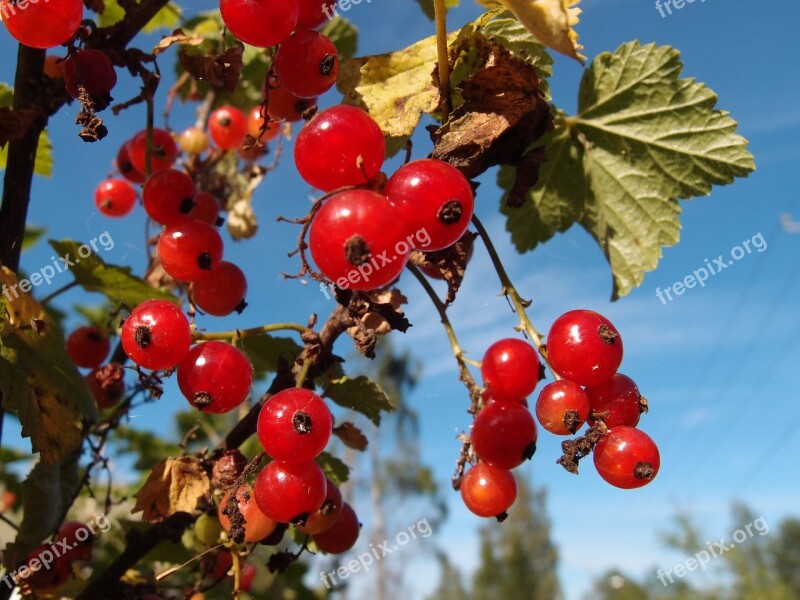 Berry Autumn Berry Clusters Mature Garden