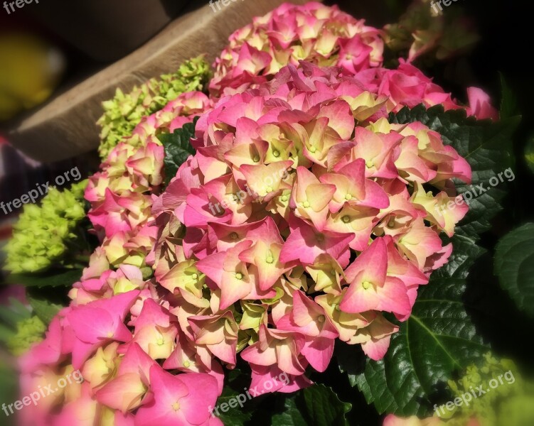 Hydrangea Flower Amsterdam Summer Hortensia