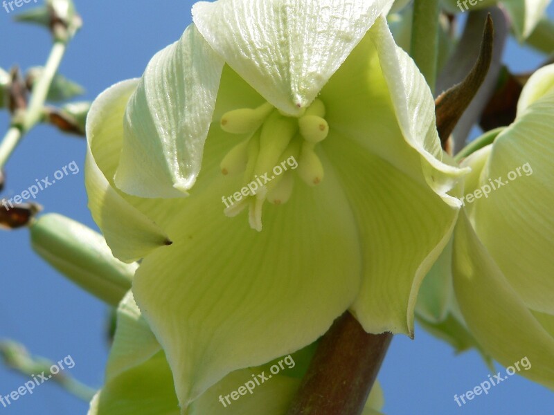 Yucca Bloom Plant Nature Blossom