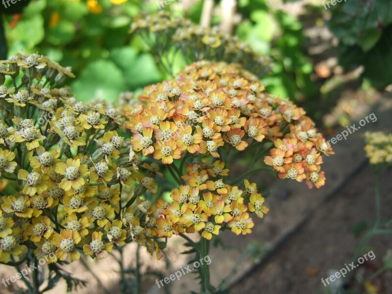 Perennial Achillea Flowers Yellow Yellow Flowers