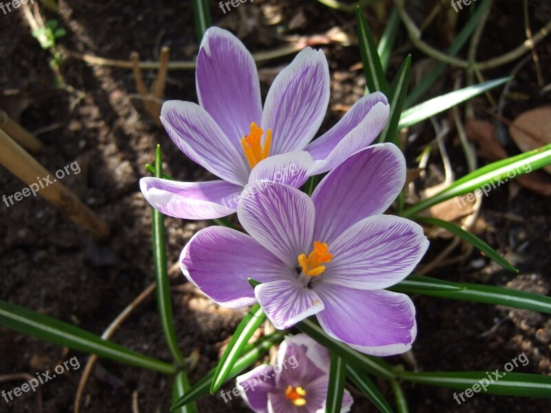 Crocus Spring Purple Spring Flowers Flower Bulbs