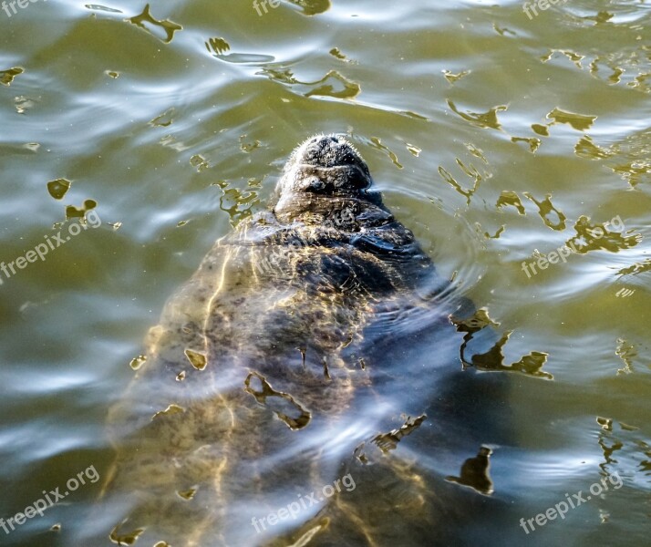 Manatee Snout Breathing Air Nature Gulf