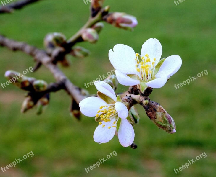 Almond Flowers Flowering Almond Branch In Bloom Spring Garden