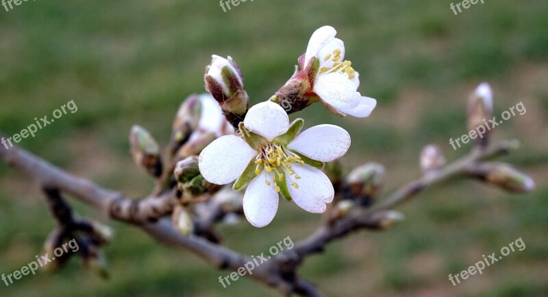 Almond Flowers Flowering Almond Branch In Bloom Spring Free Photos