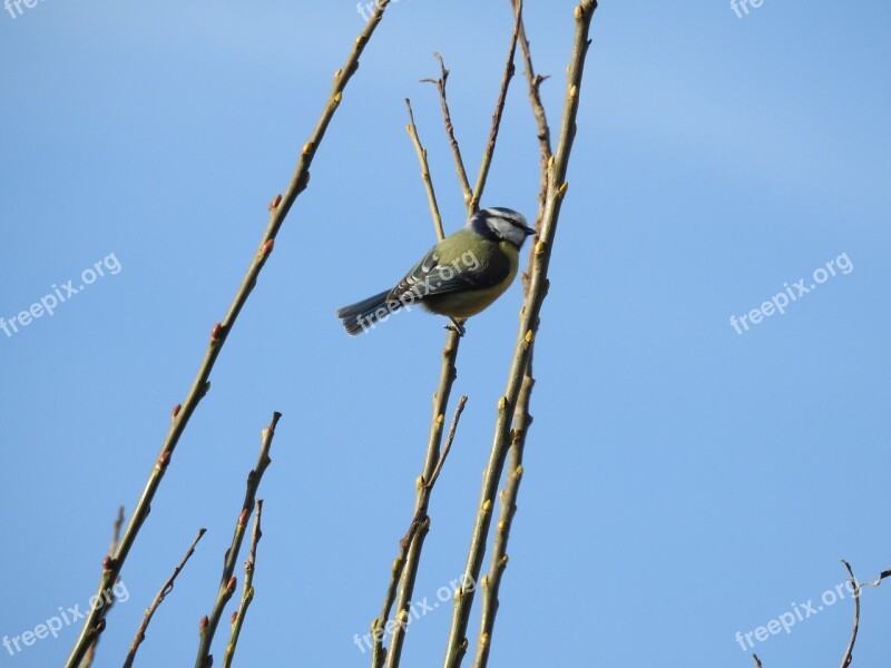 Bird On The Branch Bird Spring Bird Ovipositor Wallpapers