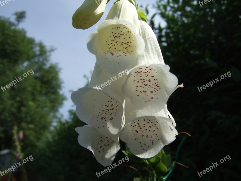 Digitalis Flowers White Flowers Summer Free Photos