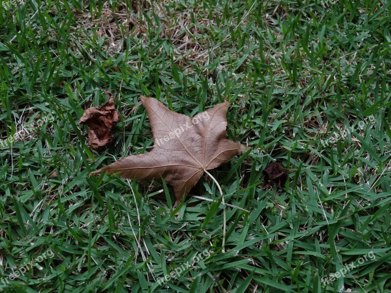 Leaf Nature Grass Platano Canada