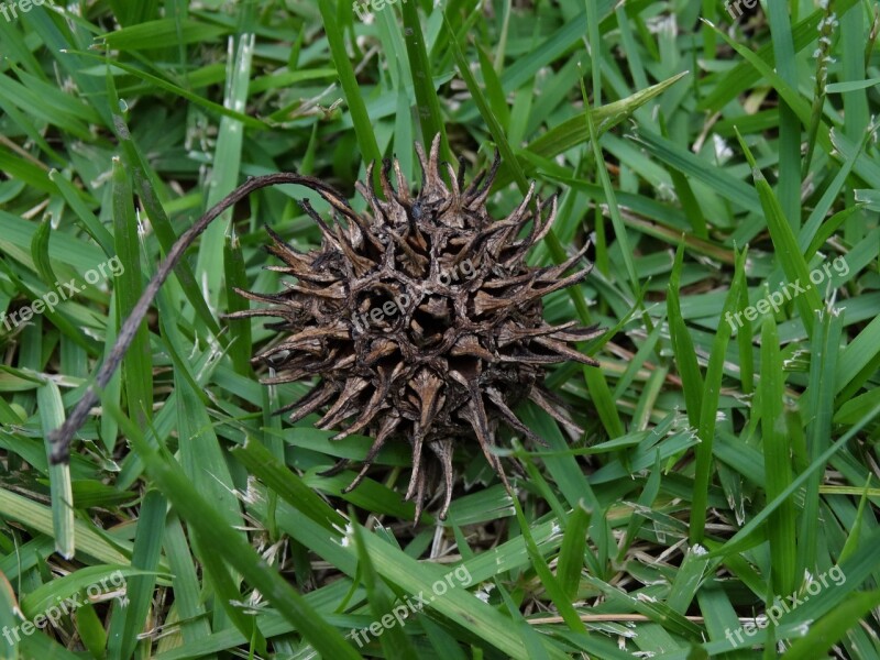 Thorns Cone Tree Flying Araucaria