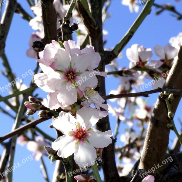 Almond Flowers Flowering White Flowers Almond Tree Nature Spring