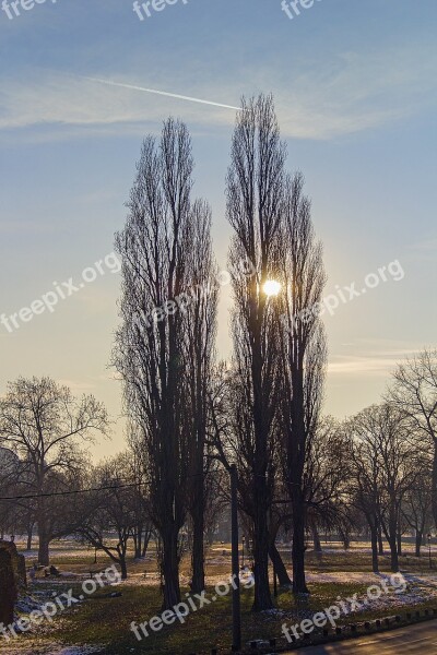 Sun Afternoon Trees Branches Airplane