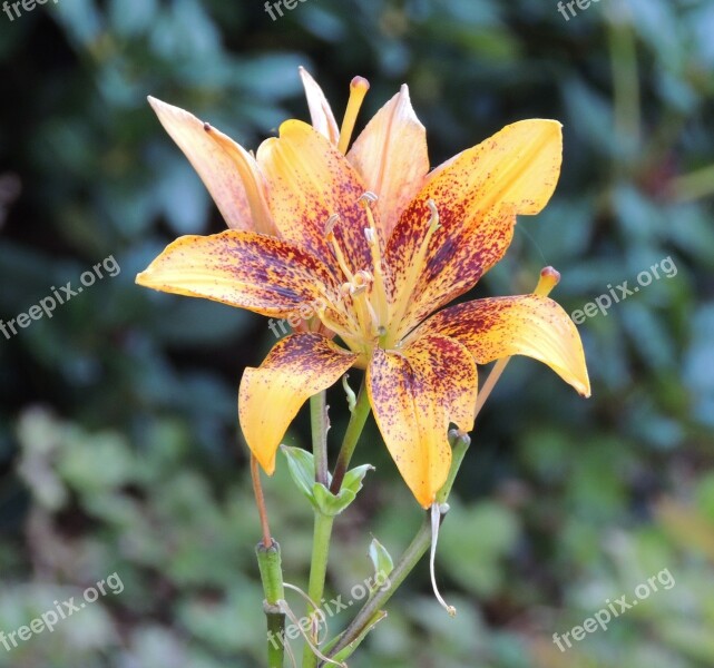 Lily Day Lily Plant Bloom Flora