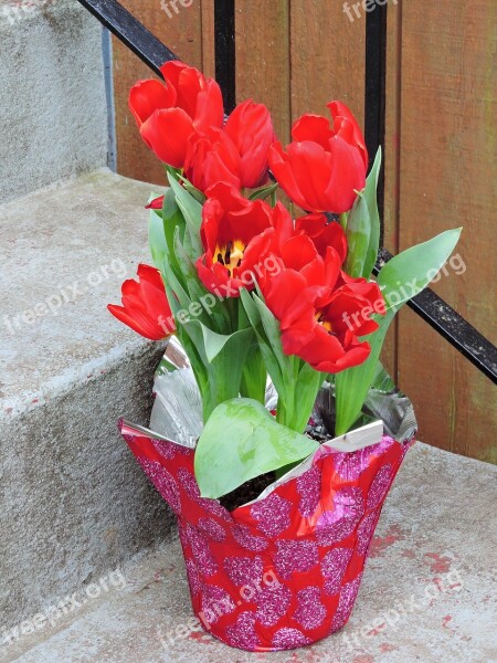 Valentines Day Tulips Flowers Gift Spring