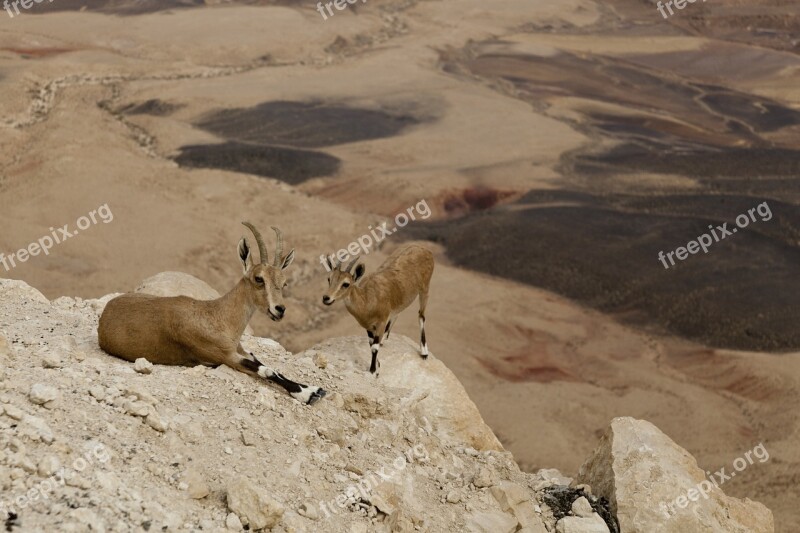 Mountain Goats Desert Crater Animals Fauna