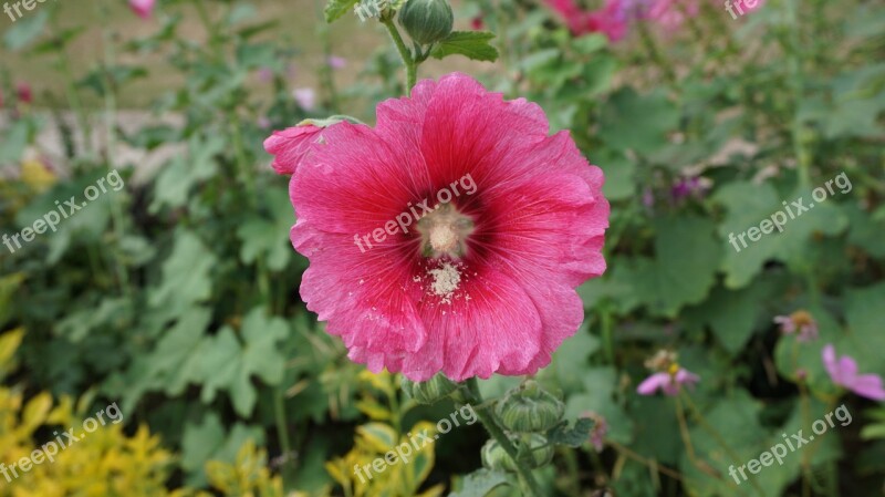 Holly Hawkeye Tiered Gold Flowers Garden Leaves