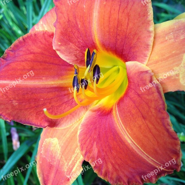 Daylily Red Flower Blooming Nature