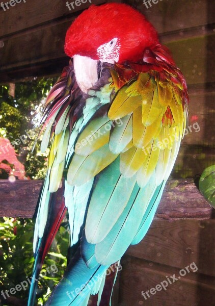 Parrot Ara Color Red Yellow