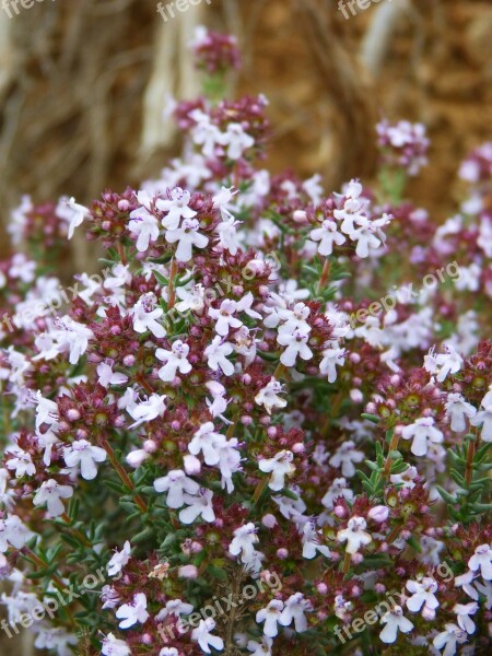 Thyme Farigola Flowery Free Photos