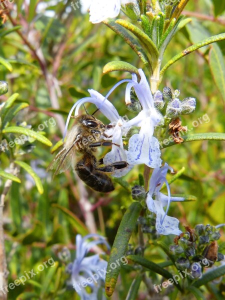 Bee Libar Rosemary Rosemary Honey Free Photos